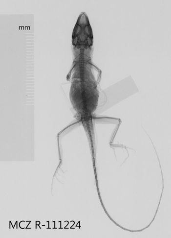 Media type: image;   Herpetology R-111224 Aspect: dorsoventral x-ray